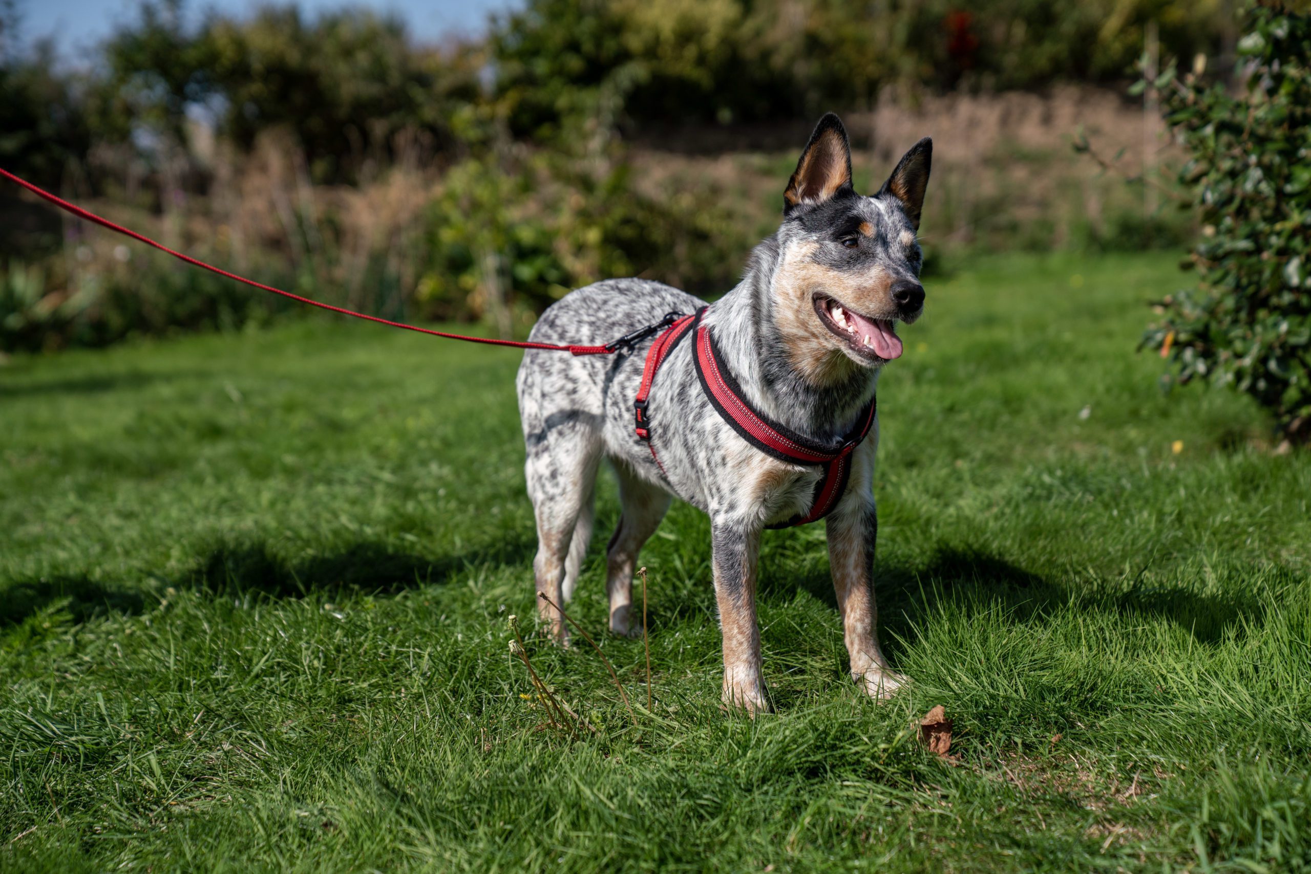 Halti Comfy Harness Lifestyle Cattle Dog