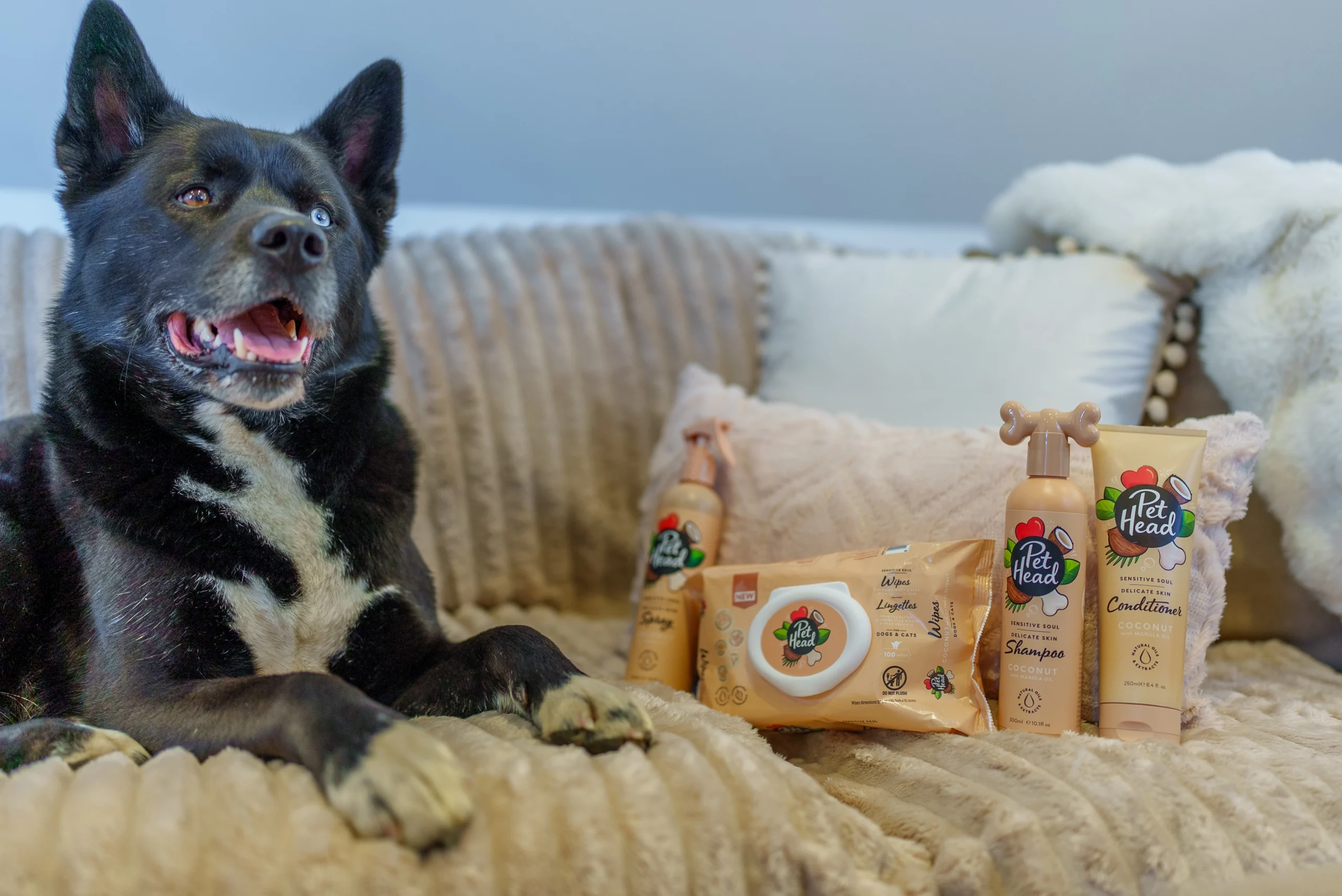 Dog with the full Sensitive Soul product range