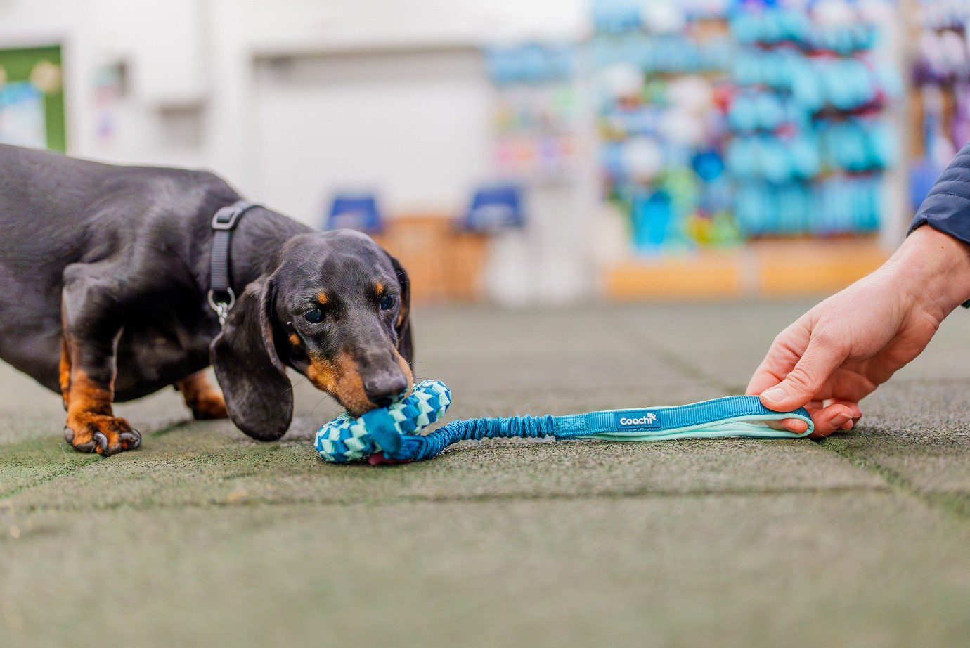 Small dog playing tug with a Coachi training toy during indoor reward-based training.