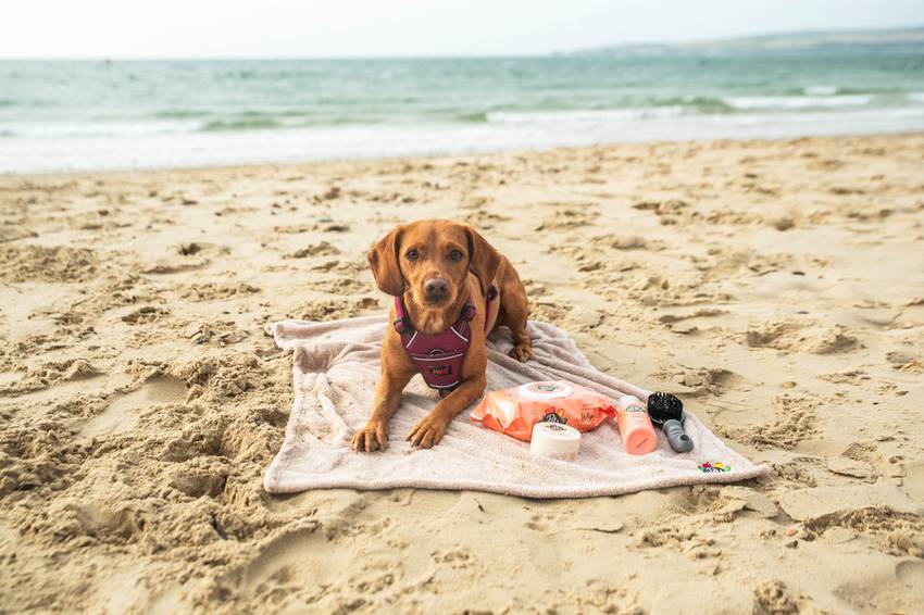 Dog resting on a beach towel with gentle dog grooming products, ideal for caring for sensitive skin after outdoor walks