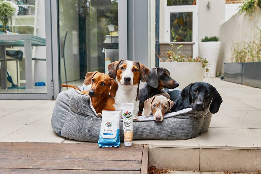 Dogs of different breeds resting together with Pet Head grooming products designed for sensitive skin.
