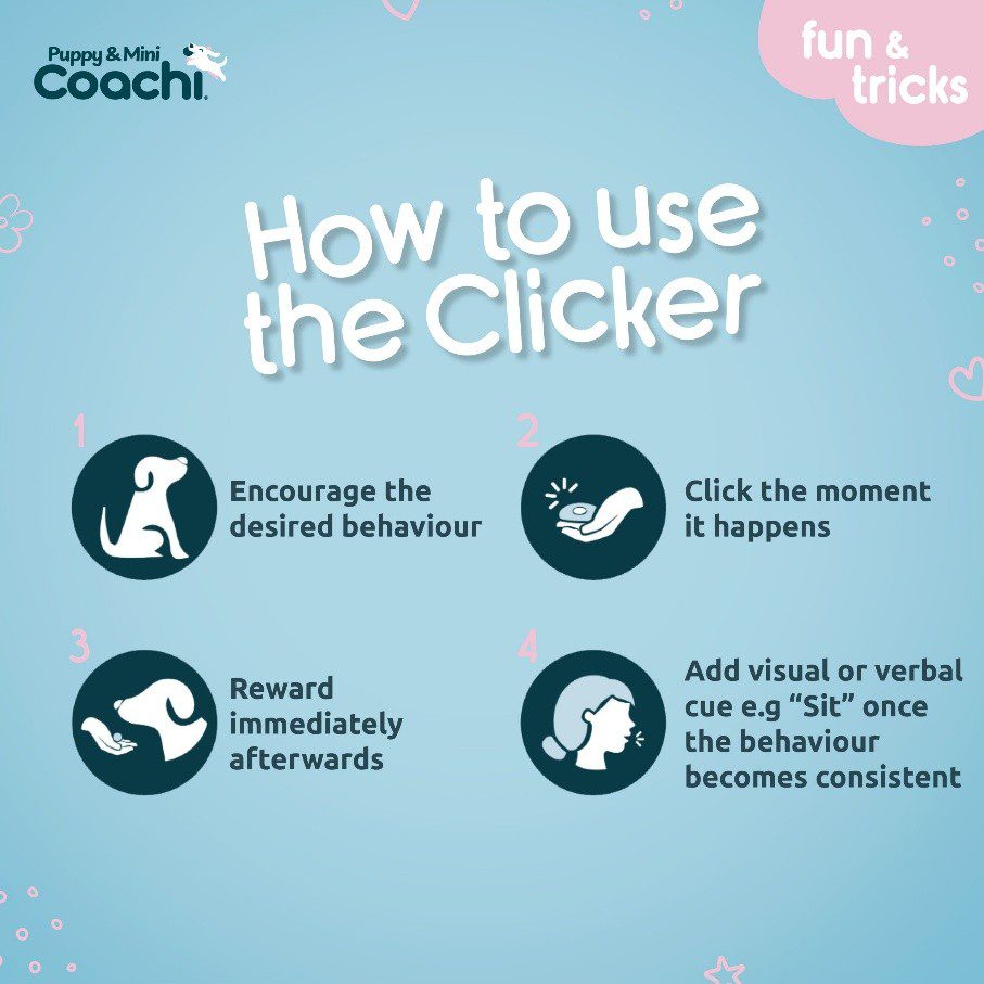 How to use a dog training clicker with four steps: encourage behaviour, click the moment it happens, reward afterwards, and add a verbal cue like ‘sit’.