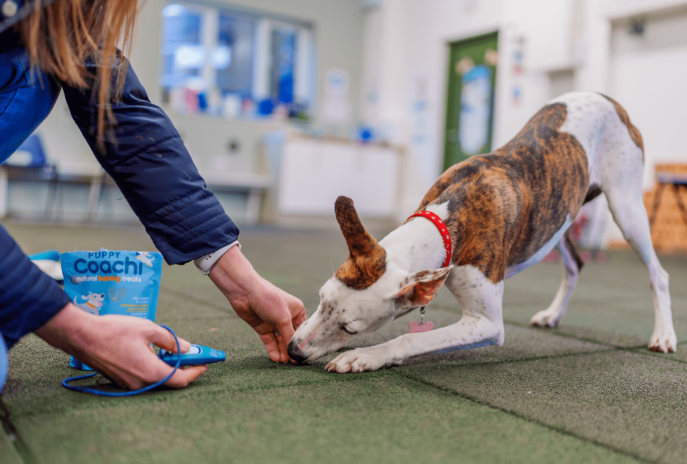 Owner using a clicker and rewarding a dog with treats during an indoor training session- The clicker training.