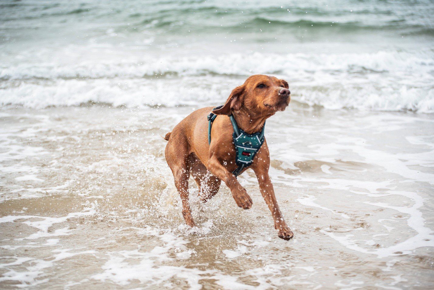 Active dog wearing a Halti harness running through ocean waves at the beach