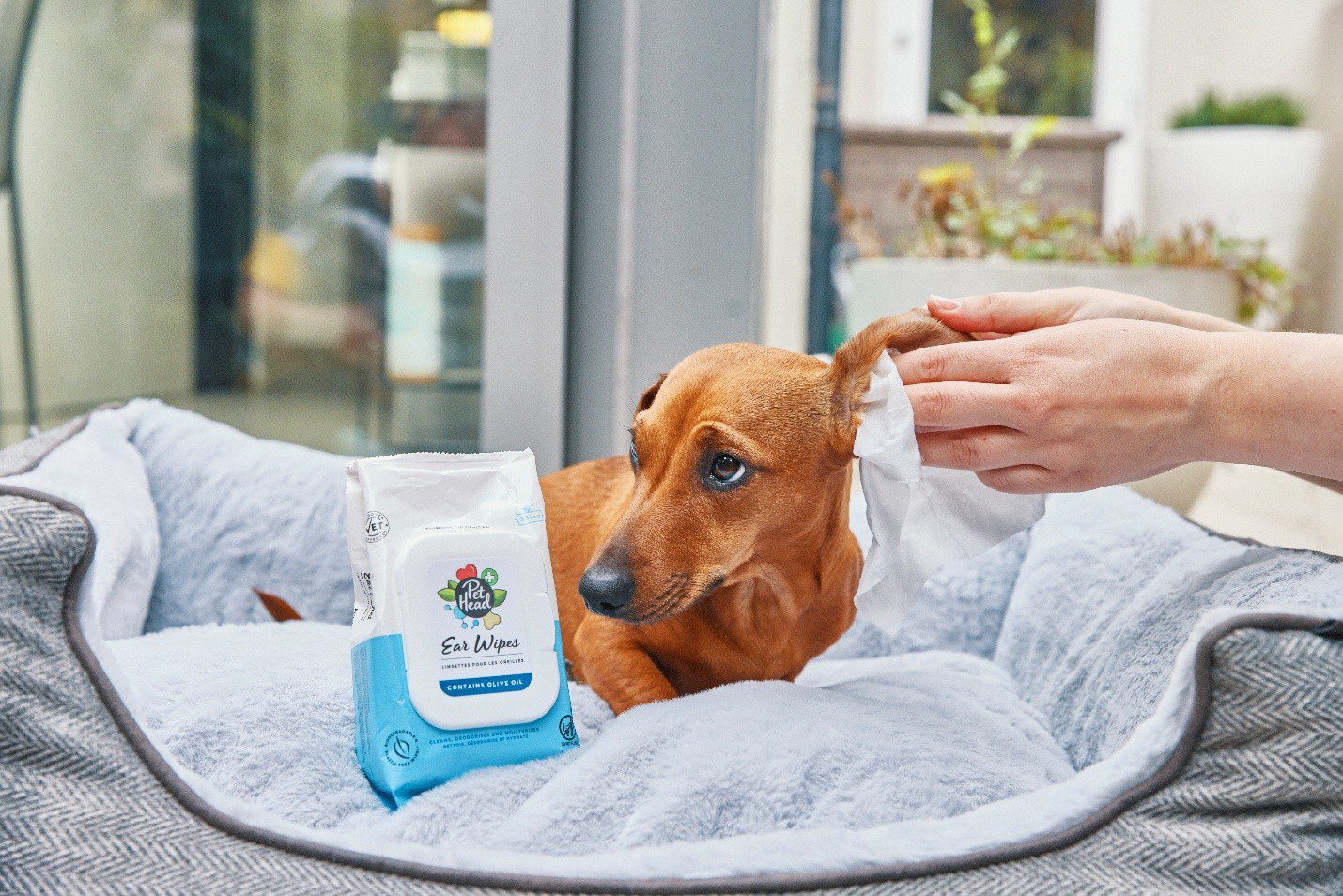 Owner gently cleaning a dachshund's ear using Pet Head dog ear wipes