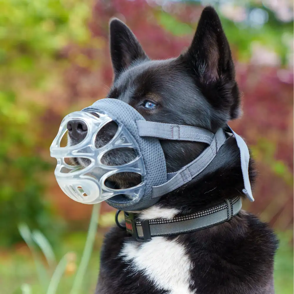How Do You Stop a Dog from Biting?