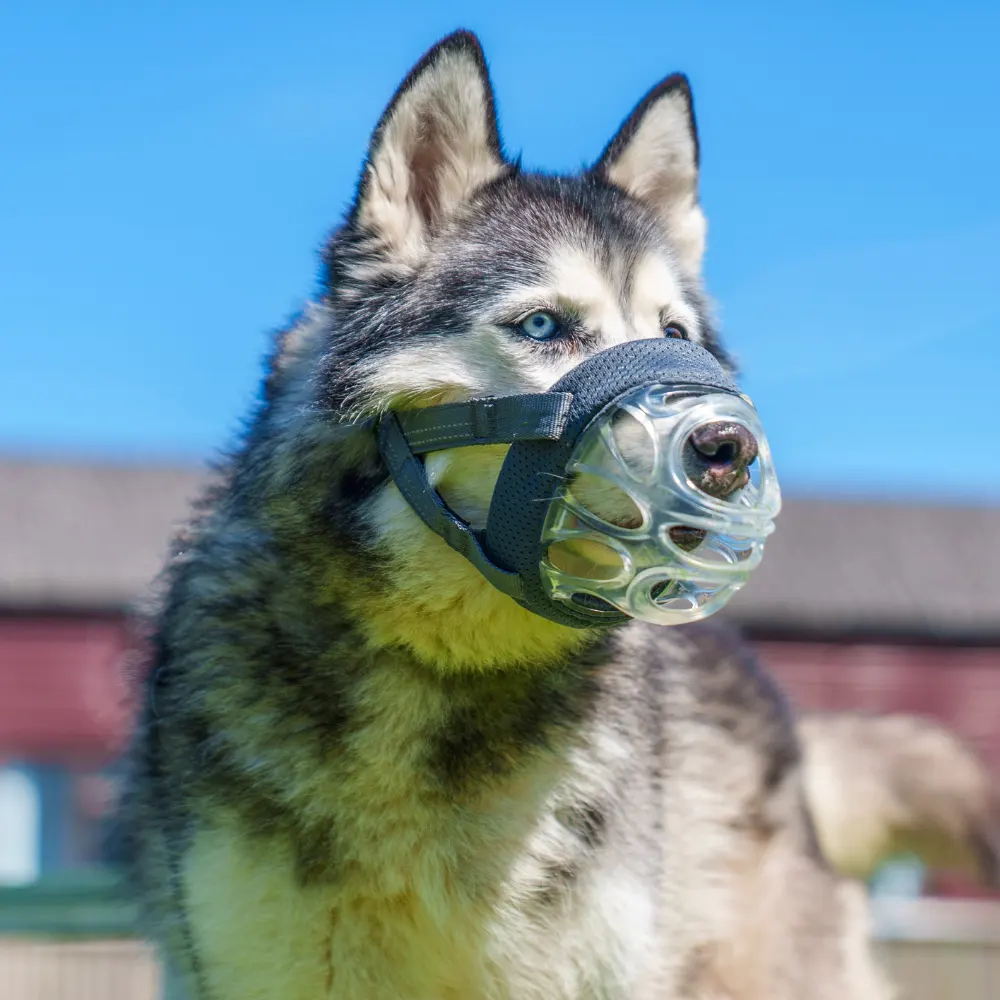 How to Choose a Comfortable Dog Muzzle