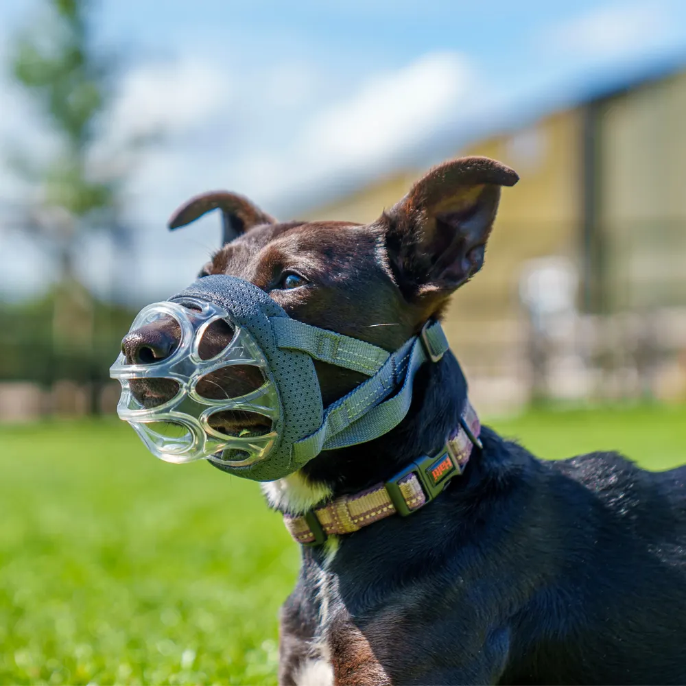 Humane dog muzzle