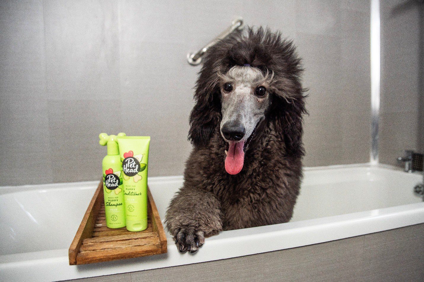 A dark Standard Poodle standing in a white bathtub with Pet Head Mucky Pup puppy shampoo and conditioner on a wooden tray.