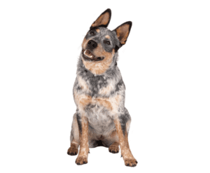 Company Of Animals Returns Policy Company Of Animals Returns Policy