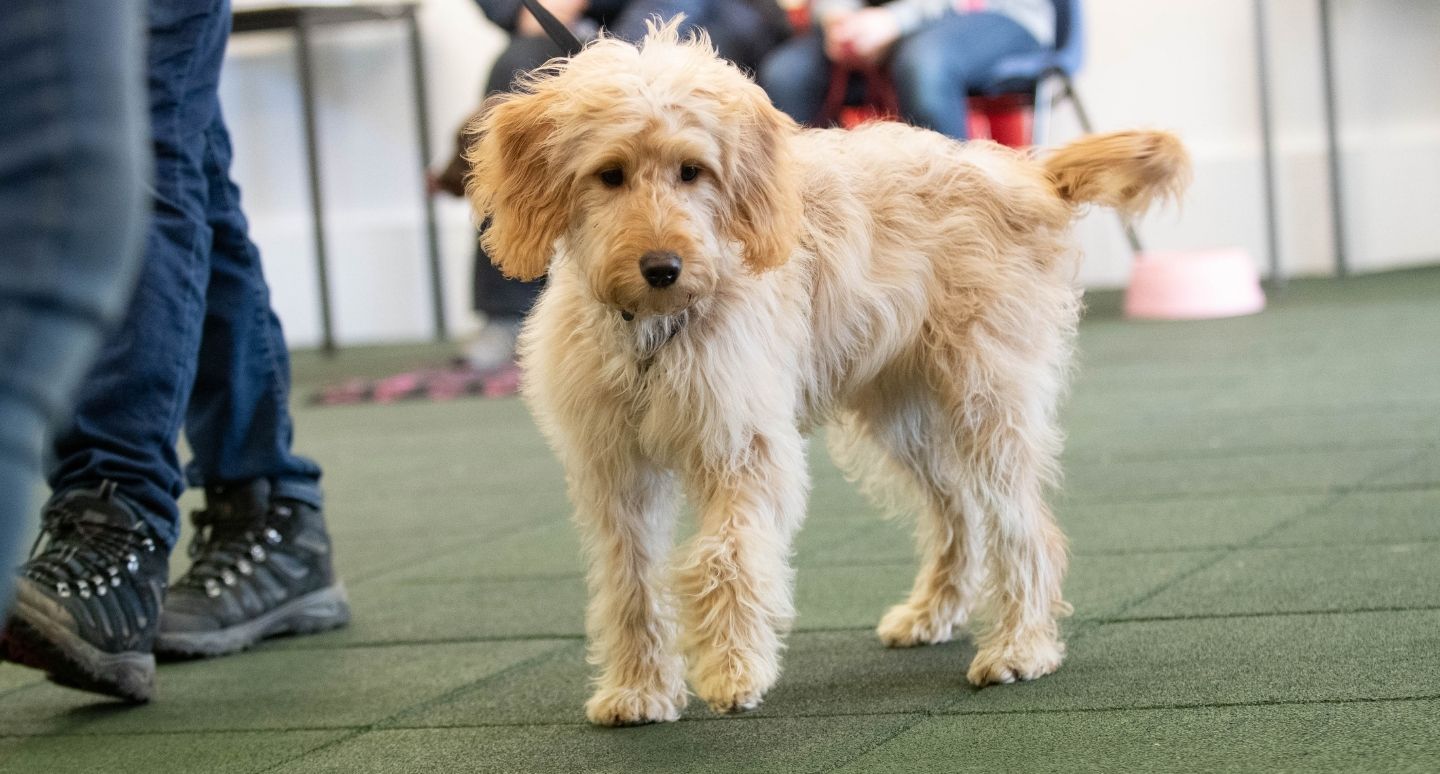 A dog at the Animal Behaviour Centre