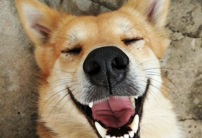 Dog lying on his back smiling